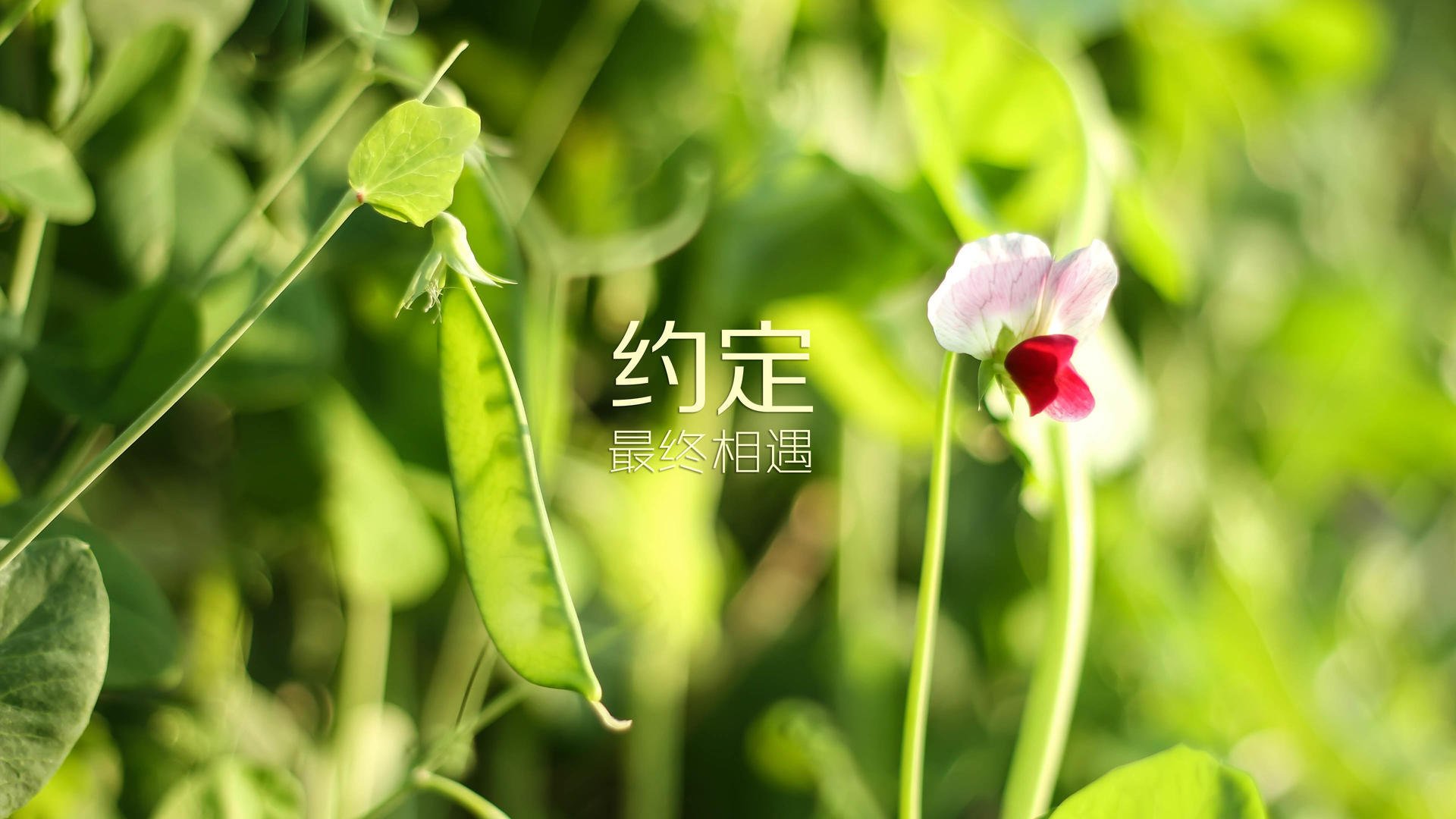 伊朗队前锋洛佩斯在巴黎奥运会上表现出色，洛佩斯转会