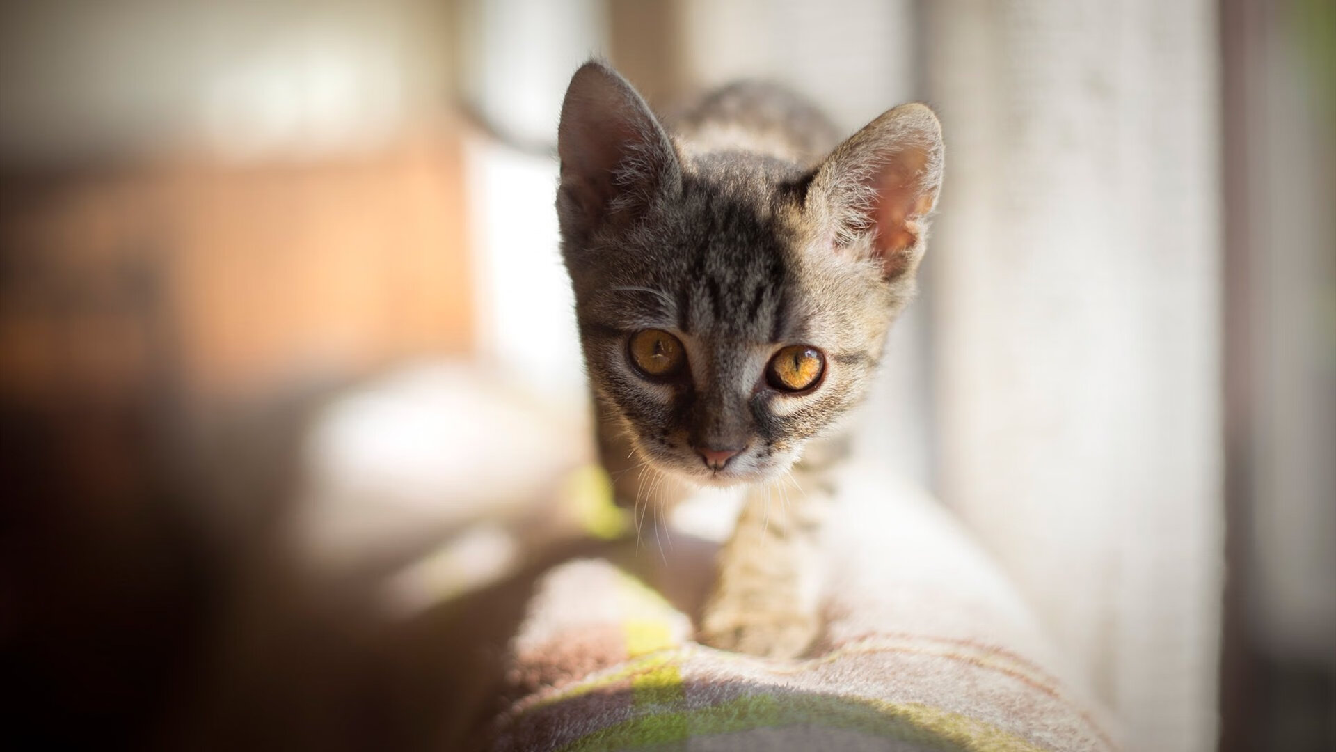 中国篮球推动数字球探系统拓宽人才发现渠道，最详细的篮球数据网站